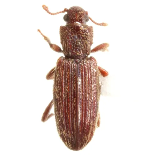 Bothrideres cryptus