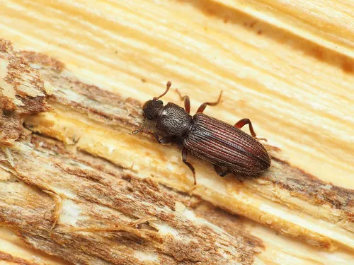 Bothrideres cryptus - photo 2