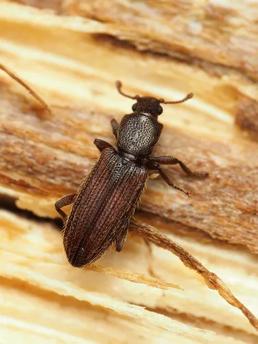 Bothrideres cryptus - photo 4