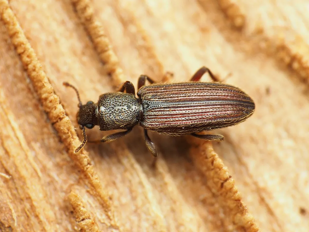 Bothrideres cryptus - photo 5