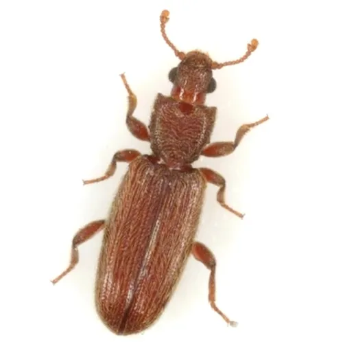 Bothrideres geminatus