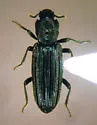 Bothrideres montanus