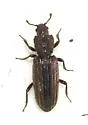 Bothrideres montanus - photo 4
