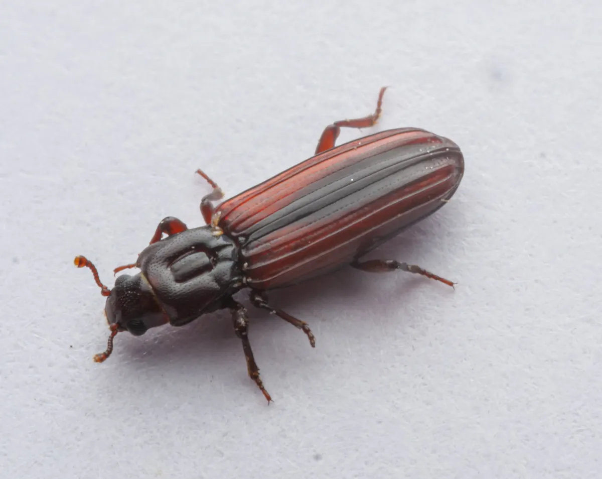 Dry Bark Beetles - photo 2