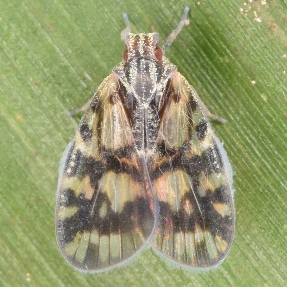 Bothriocera cognita - photo 2
