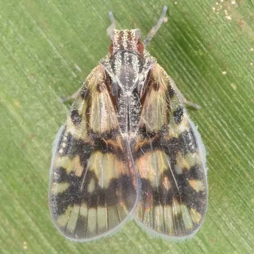 Bothriocera cognita - photo 3