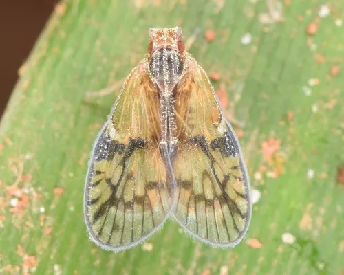 Bothriocera datuna - photo 2