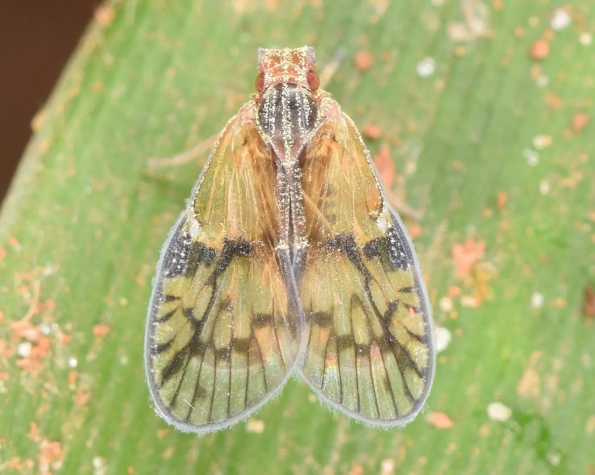 Bothriocera datuna - photo 3