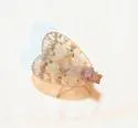 Bothriocera drakei