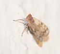Bothriocera drakei - photo 2