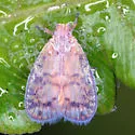 Bothriocera drakei - photo 3