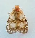 Bothriocera drakei - photo 4