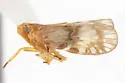 Bothriocera drakei - photo 5