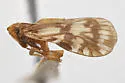 Bothriocera furcata