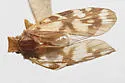 Bothriocera furcata - photo 2