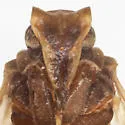 Bothriocera furcata - photo 3