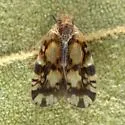 Bothriocera knulli