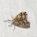 Bothriocera knulli - photo 2