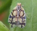 Bothriocera knulli - photo 3