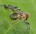 Bothriocera knulli - photo 4