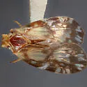 Bothriocera knulli - photo 5