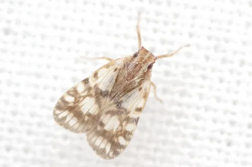 Bothriocera maculata - photo 3