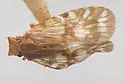Bothriocera omani - photo 2