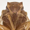 Bothriocera omani - photo 3