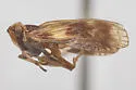 Bothriocera tex