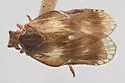 Bothriocera tex - photo 2
