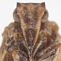 Bothriocera tex - photo 3