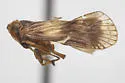 Bothriocera tex - photo 4