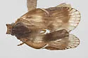 Bothriocera tex - photo 5