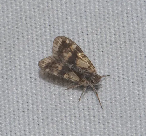 Bothriocera transversa - photo 2