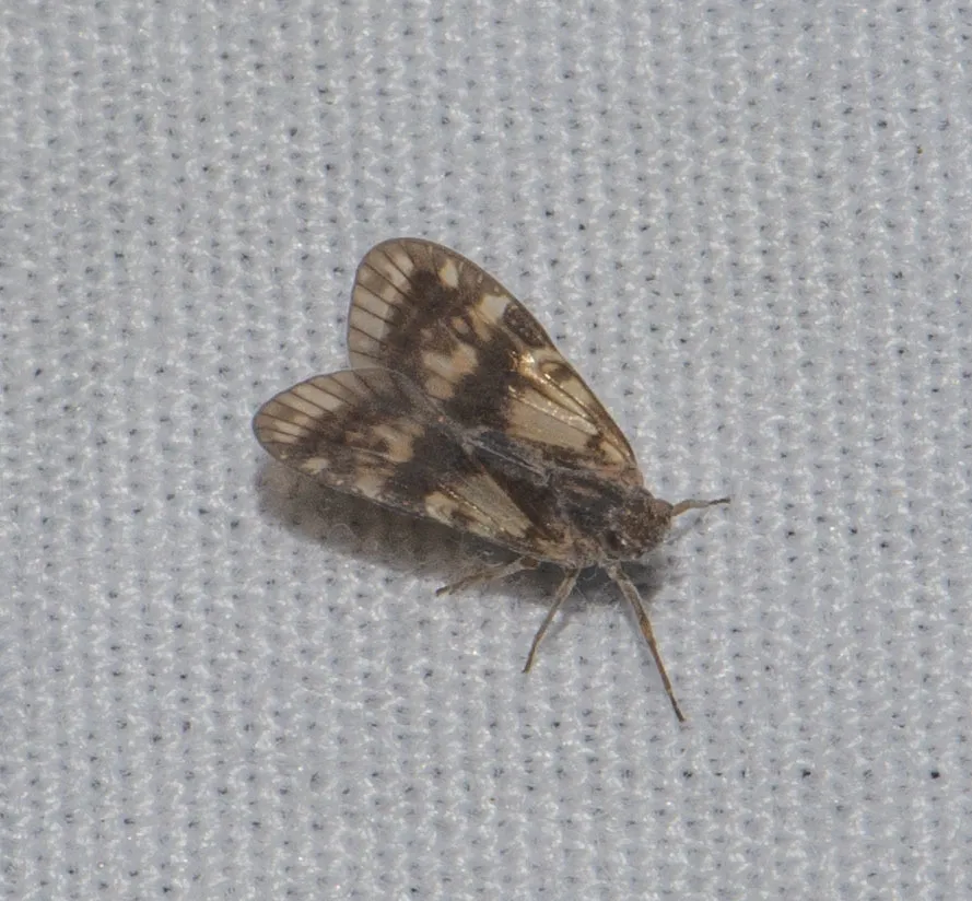 Bothriocera transversa - photo 3