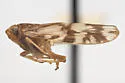 Bothriocera turcafa
