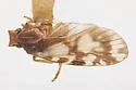 Bothriocera turcafa - photo 2