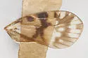 Bothriocera turcafa - photo 3