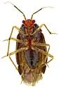 Bothynotus barberi - photo 4