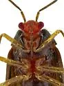 Bothynotus barberi - photo 5