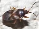 Botocudo modestus - photo 2