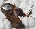Botocudo modestus - photo 3