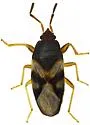 Botocudo modestus - photo 4