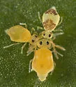 Bourletiella arvalis