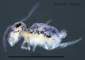Bourletiella gibbonsi