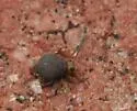 Garden Springtail - photo 2