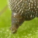 Garden Springtail - photo 3