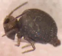 Garden Springtail - photo 4