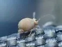Garden Springtail - photo 5