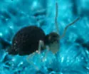 Bourletiella juanitae
